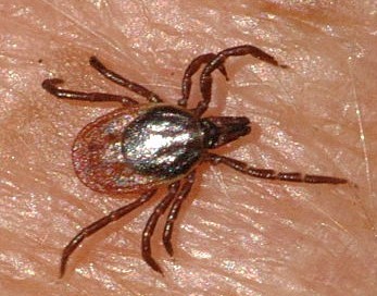 Ixodes ricinus samice - zdroj Wikipedia