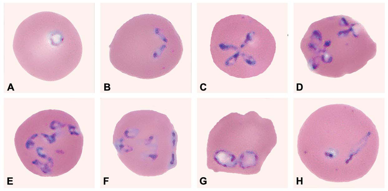 Parazitární formy v červených krvinkách